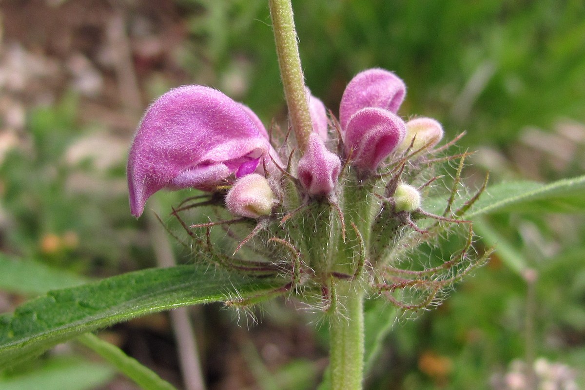 Image of Phlomis pungens specimen.