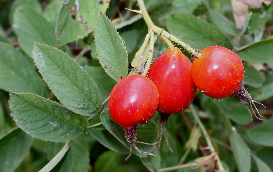 Изображение особи Rosa villosa.