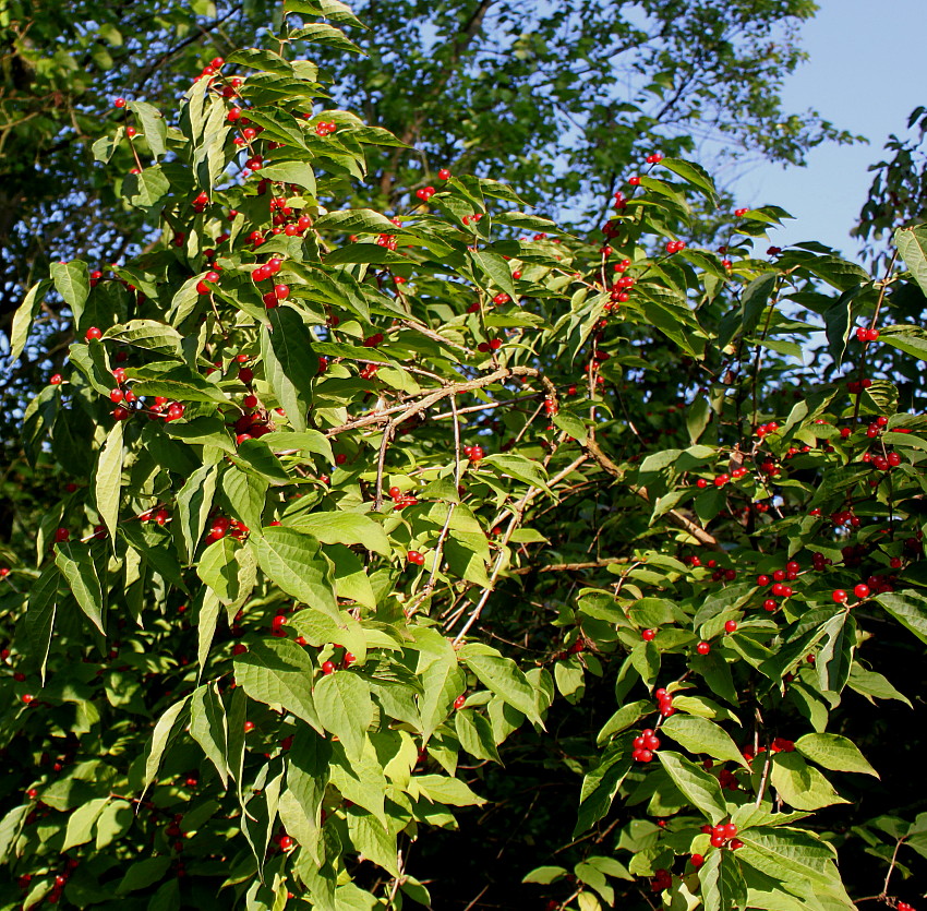 Image of genus Lonicera specimen.