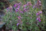 Teucrium chamaedrys