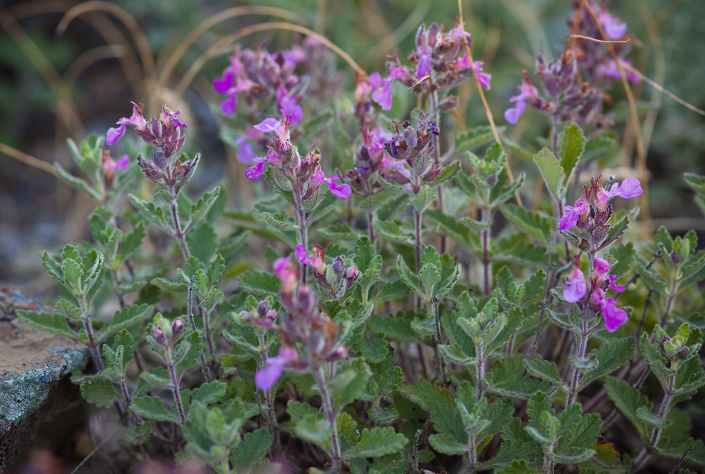 Изображение особи Teucrium chamaedrys.