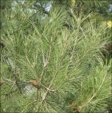 Pinus pityusa. Веточки. Черноморское побережье Кавказа, г. Новороссийск, в культуре. 15 декабря 2013 г.