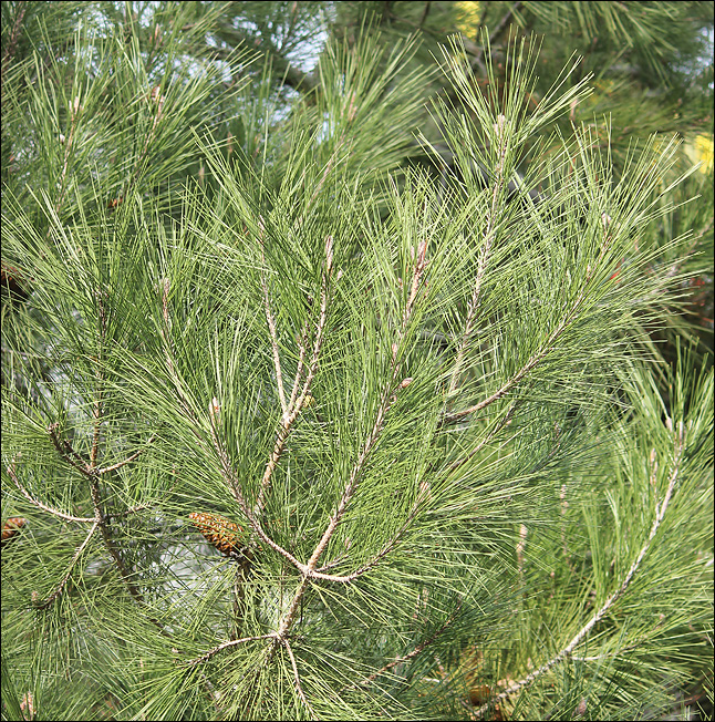 Изображение особи Pinus pityusa.