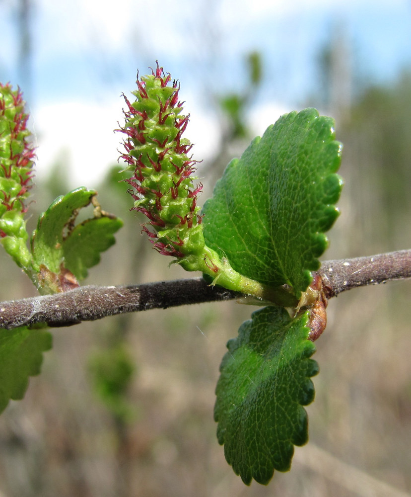 Изображение особи Betula nana.