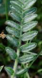 Astragalus mucidus