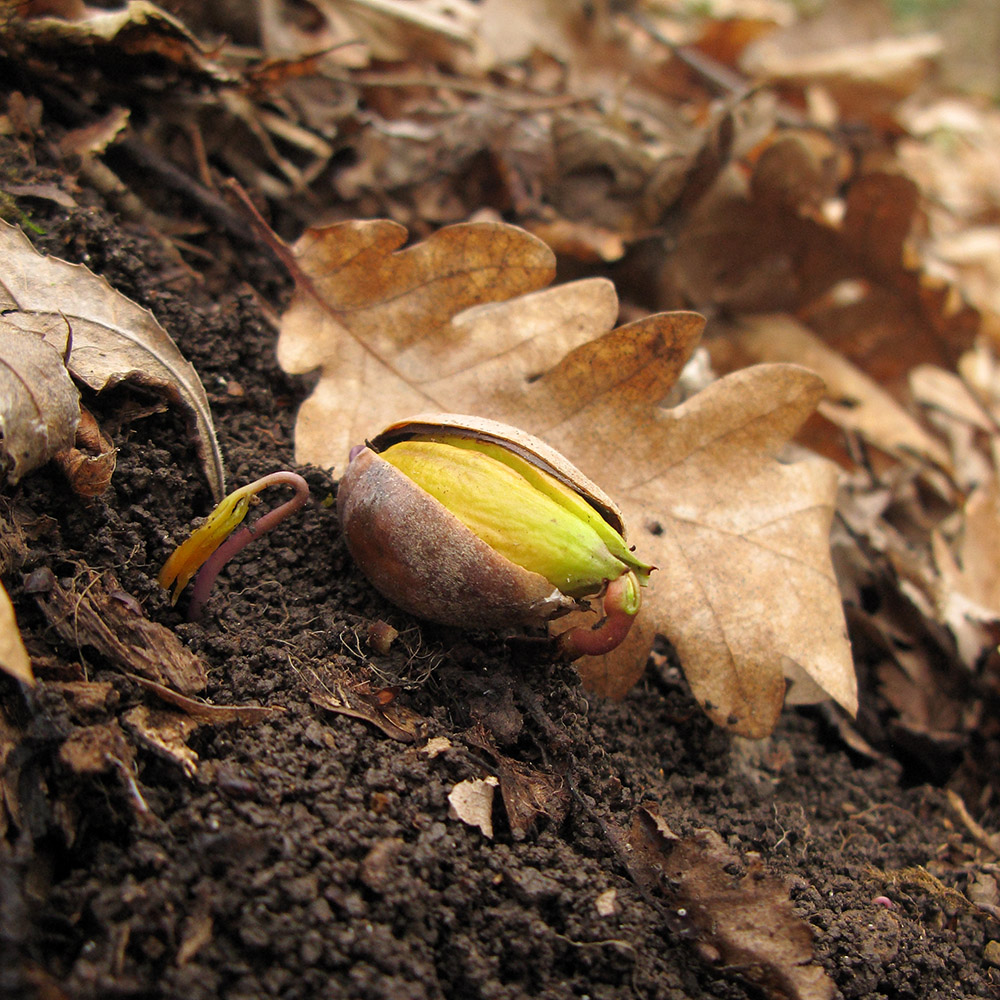 Изображение особи Quercus pubescens.