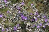 Limonium sareptanum. Часть соцветия. Саратовская обл., Саратовский р-н, в верхней части склона долины мелкой речки. 13 августа 2011 г.