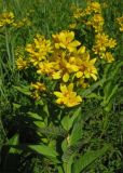 Lysimachia vulgaris. Верхушка цветущего растения. Нидерланды, Северное море, остров Схирмонниког, влажный луг. Июль 2006 г.