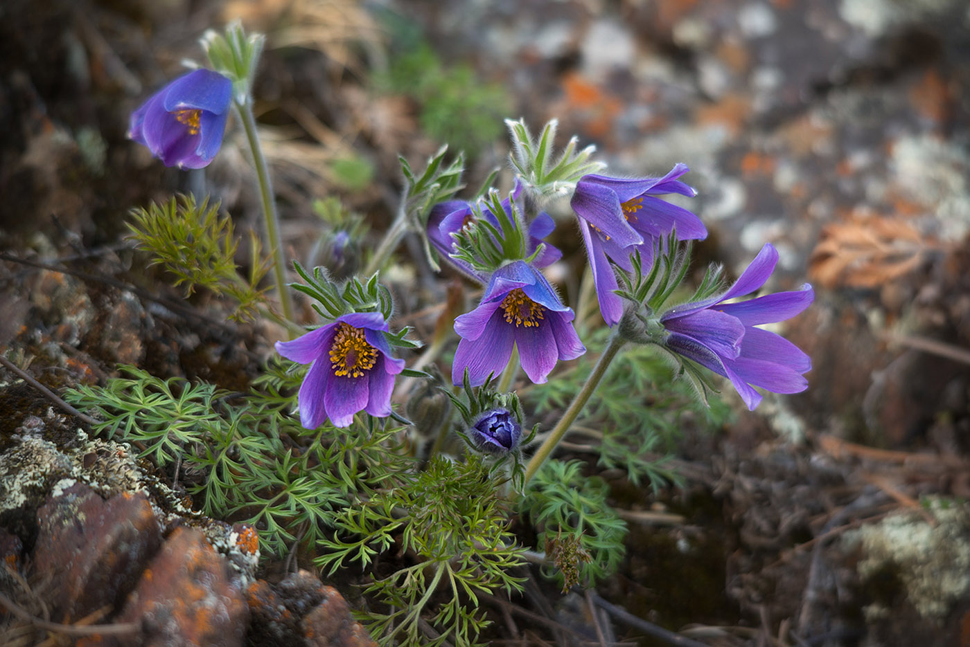 Изображение особи Pulsatilla turczaninovii.