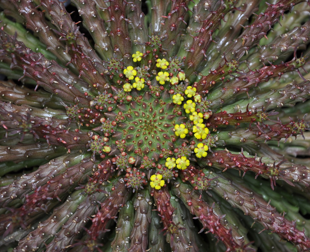Image of Euphorbia flanaganii specimen.