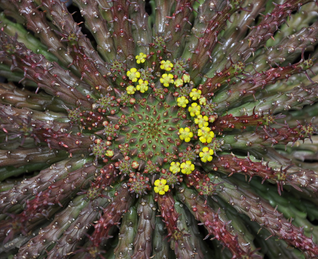 Изображение особи Euphorbia flanaganii.