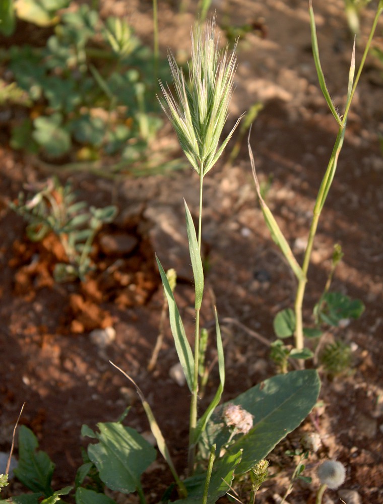 Изображение особи Anisantha fasciculata.