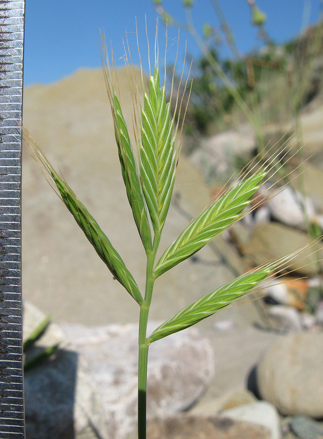 Image of Trachynia distachya specimen.