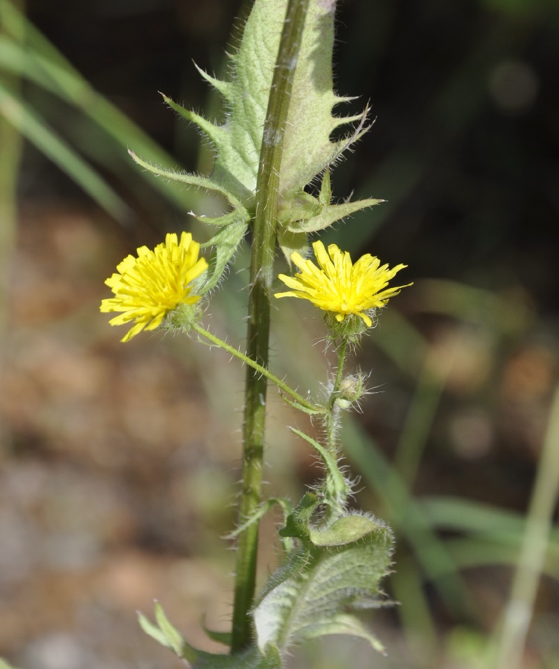 Image of Crepis setosa specimen.