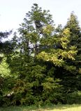 Cunninghamia lanceolata. Взрослое растение. Германия, г. Дюссельдорф, Ботанический сад университета. 04.05.2014.