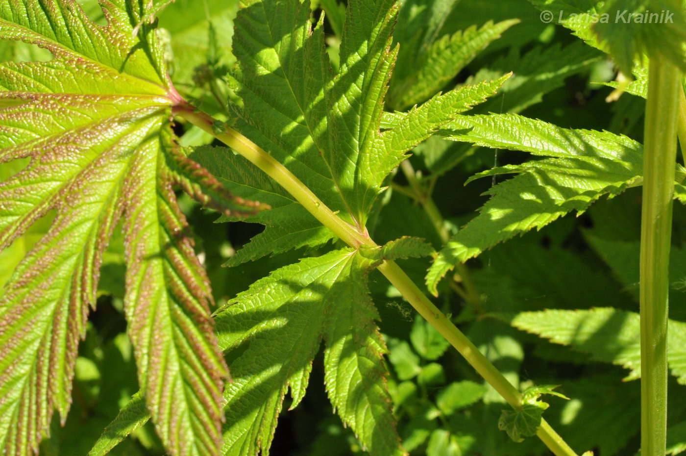 Изображение особи Filipendula palmata.