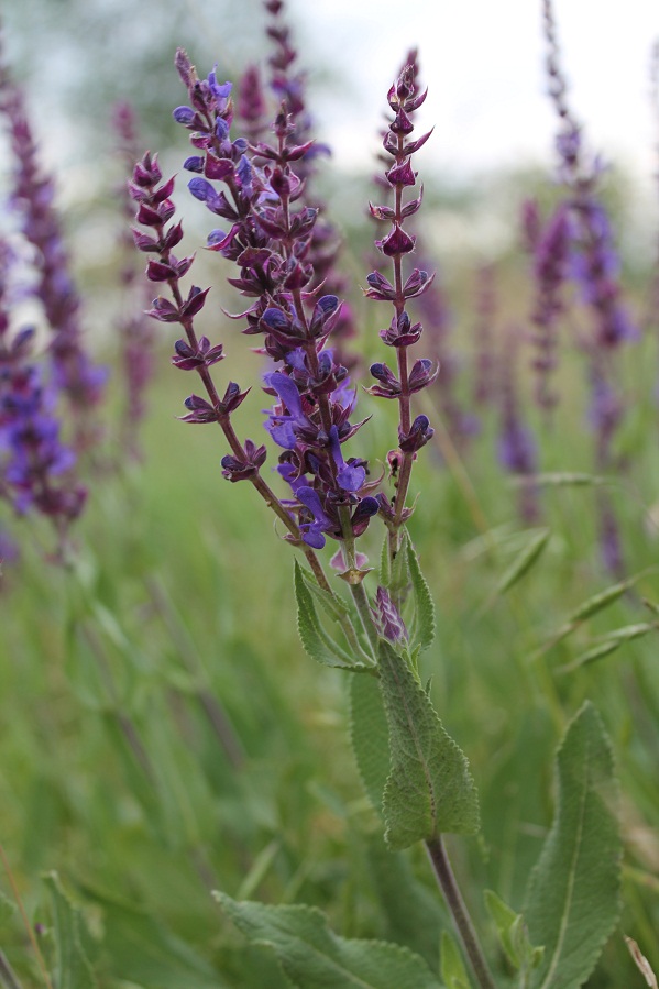 Изображение особи Salvia tesquicola.