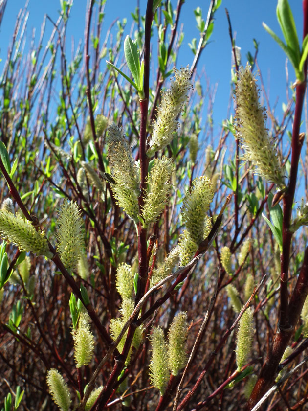 Изображение особи Salix phylicifolia.