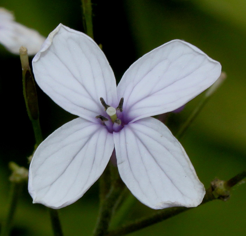 Image of Lunaria rediviva specimen.
