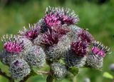 Arctium tomentosum. Соцветия. Ярославль, окраина города, влажный луг на левом берегу р. Пахмы. 11 июля 2009 г.