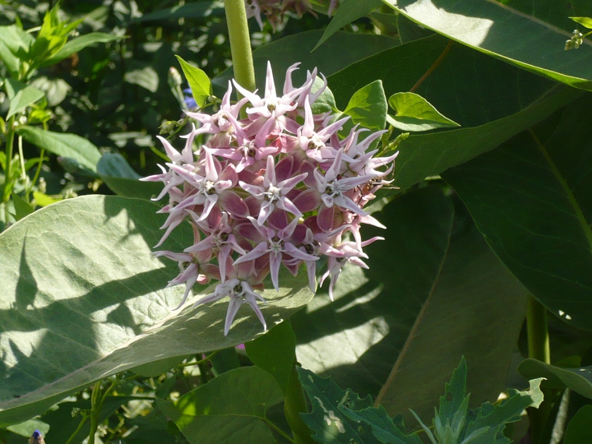Image of Asclepias speciosa specimen.