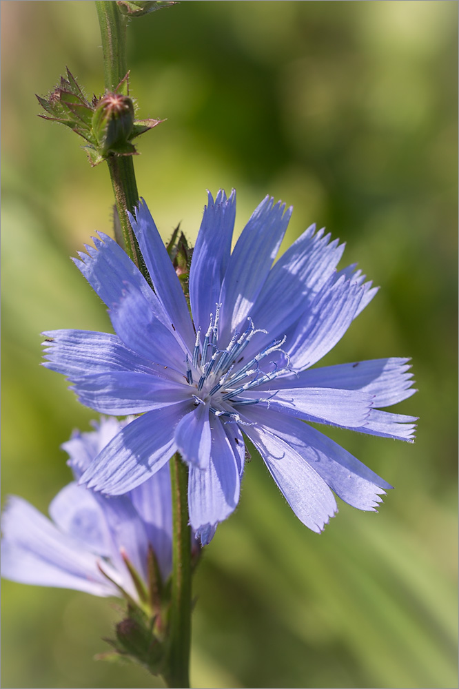 Image of Cichorium intybus specimen.