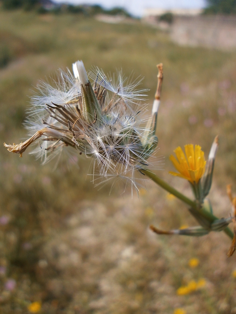 Image of Chondrilla juncea specimen.