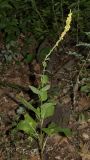 Verbascum nigrum