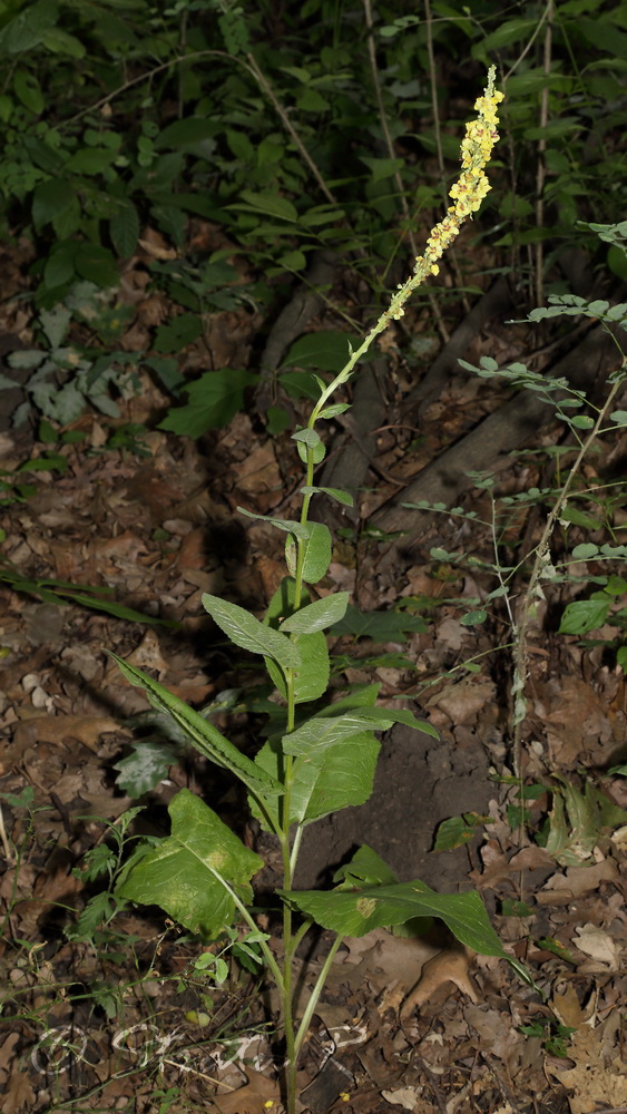 Изображение особи Verbascum nigrum.