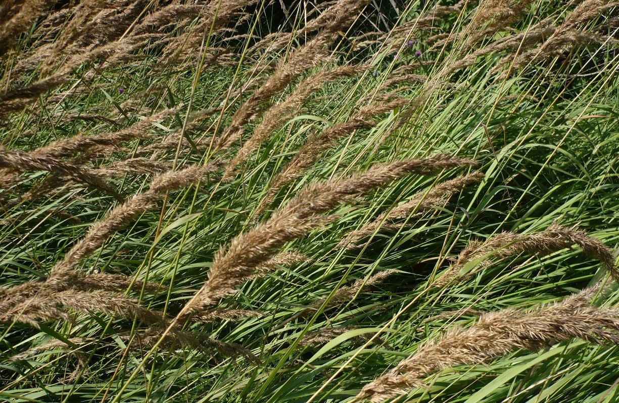 Изображение особи Calamagrostis epigeios.