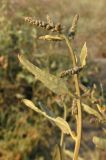 Atriplex micrantha