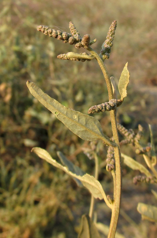 Изображение особи Atriplex micrantha.