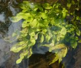 Veronica anagallis-aquatica