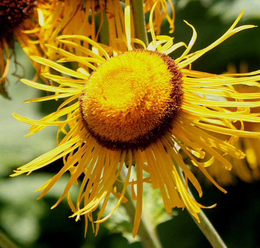 Изображение особи Telekia speciosa.