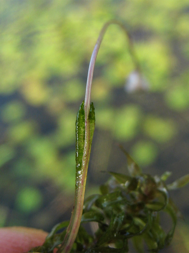 Изображение особи Elodea canadensis.