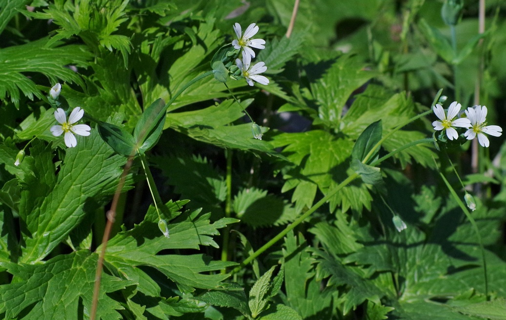 Изображение особи Cerastium davuricum.