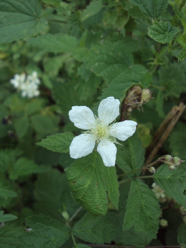 Image of Rubus caesius specimen.