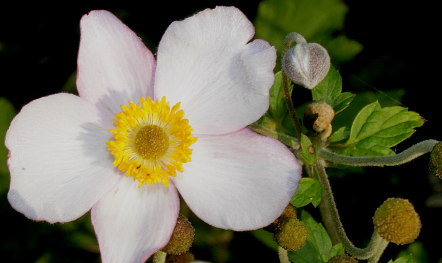 Image of Anemone hupehensis specimen.