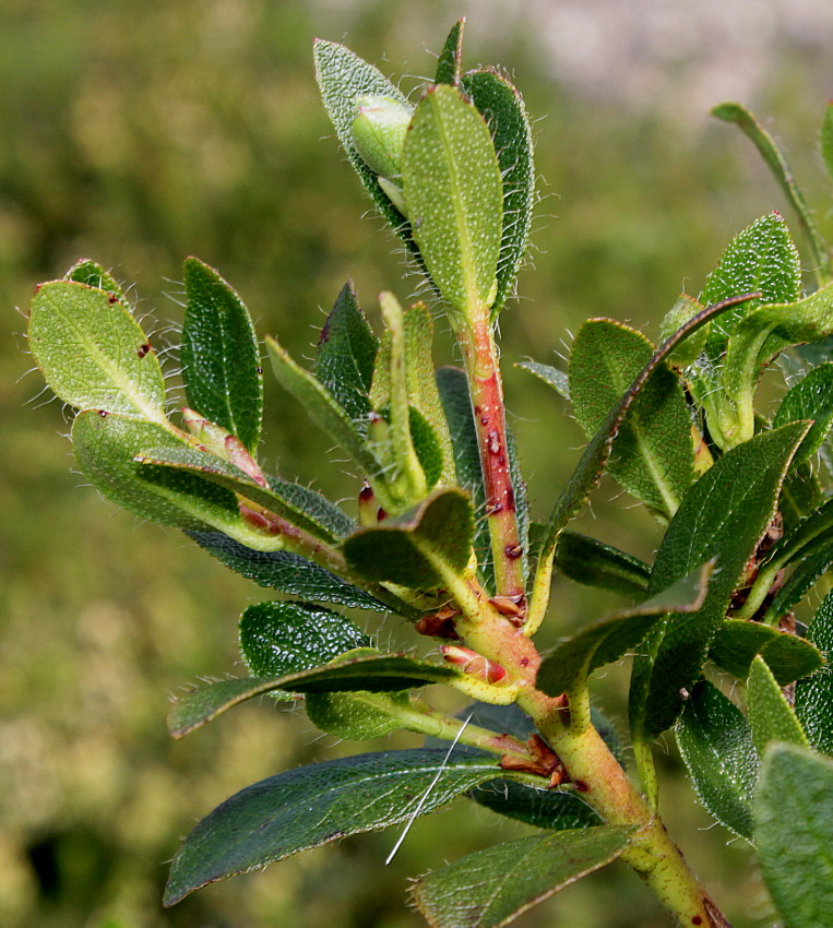 Изображение особи Rhododendron hirsutum.