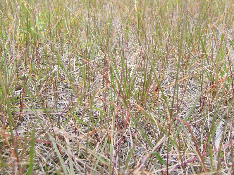 Изображение особи Festuca pratensis.