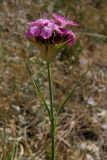 Dianthus capitatus. Верхушка цветущего растения. Крым, г. Ай-Петри (южный склон). 28 июня 2009 г.