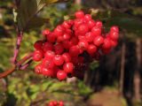 Sambucus racemosa