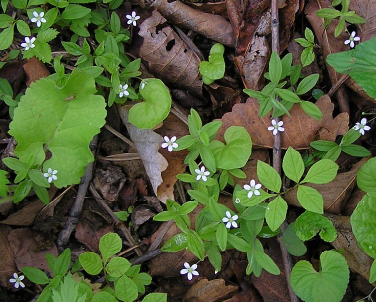 Image of Moehringia lateriflora specimen.