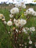 род Erigeron