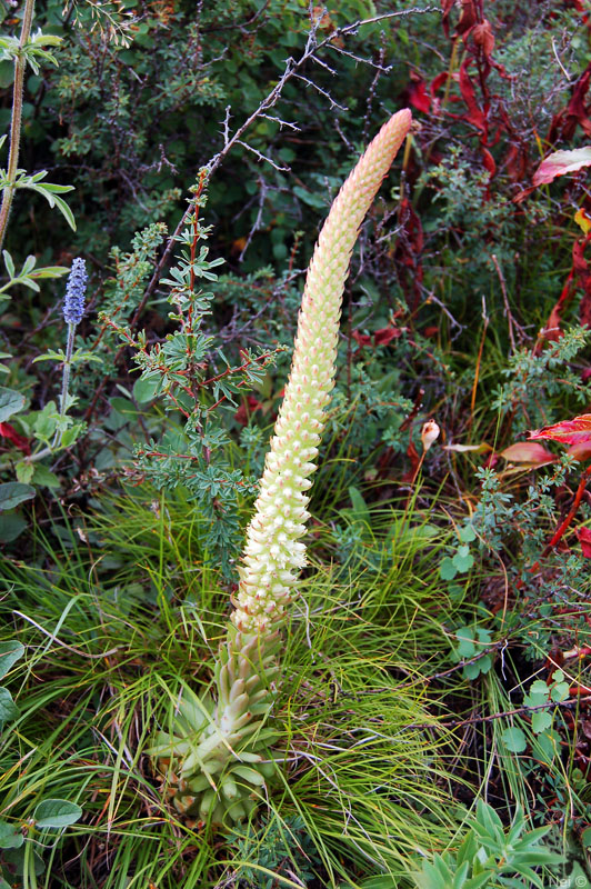 Изображение особи Orostachys spinosa.