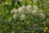 Angelica sylvestris