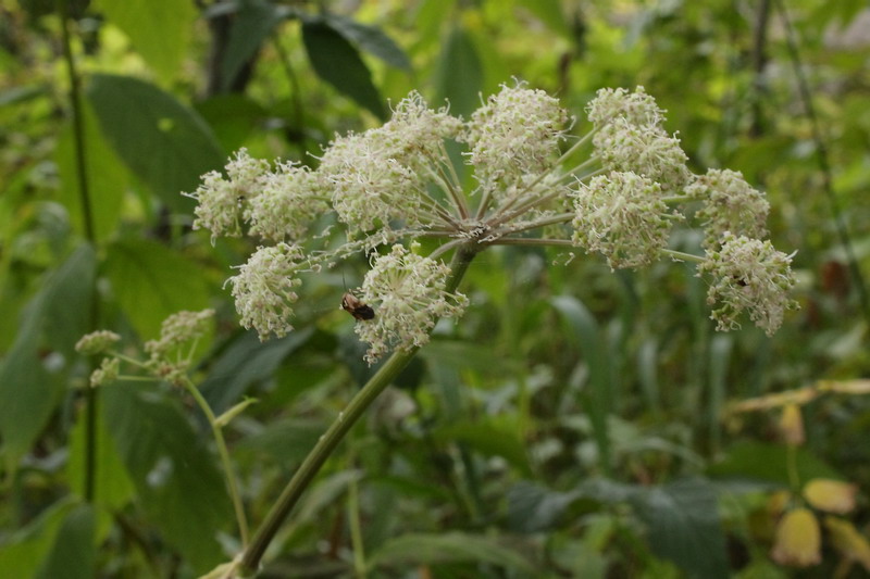 Image of Angelica sylvestris specimen.