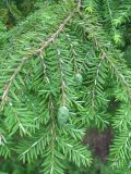 Tsuga canadensis