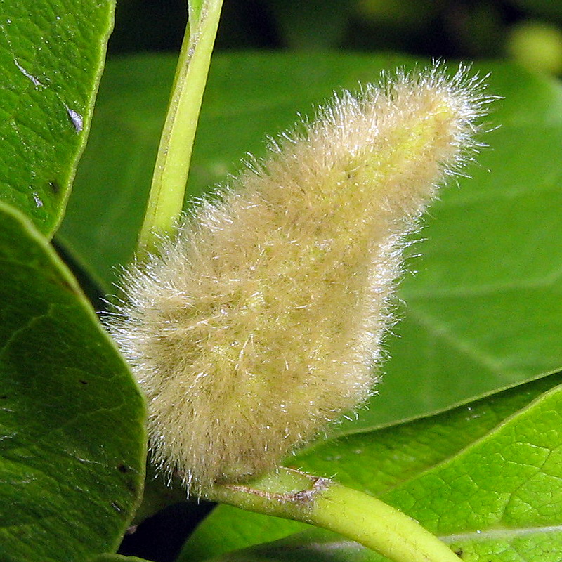 Image of Magnolia kobus specimen.