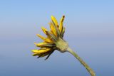 Tragopogon elatior. Соцветия. Крым, Севастополь, м. Фиолент. 8 октября 2009 г.